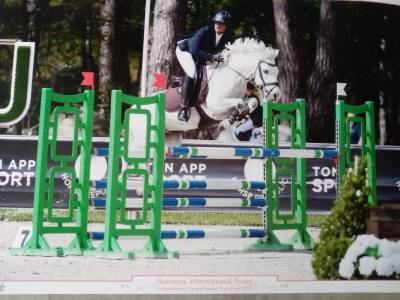 A vendre hongre new forest 11 ans classé en as élite
