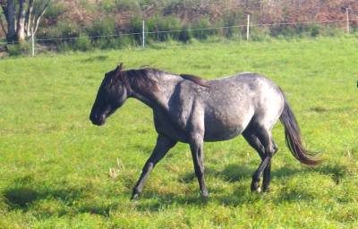 Magnifique pouliche de 3 ans pure race aztèque mexicain