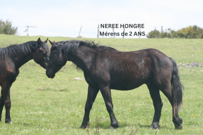 Cheval de mérens jument poulain pouliche hongre