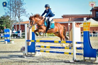 Etalon welsh poney (section d), welsh cob  a vendre 2012 alezan brulé par machno carwyn