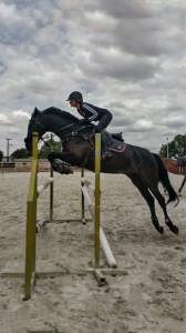 Olé de buzalén, caballo cde en venta – negro