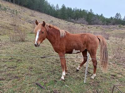 Cheval dsa 3 ans