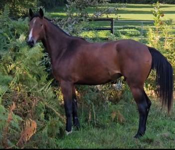 Jument de 3 ans par balou du rouet 