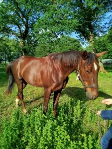 Cheval de loisir 