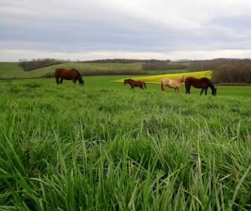 Pension cheval, poney et étalon 