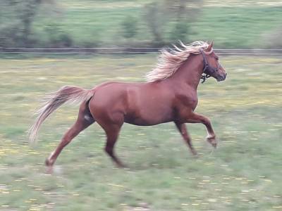 Poney landais 