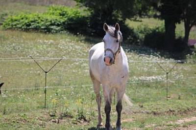 Très joli poney hors cote 