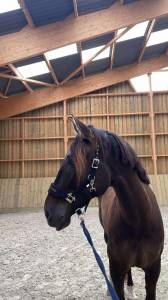 Hongre - 8 ans - pre - dressage