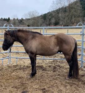 Quarter horse grullo 3 ans nfqha - entier ou hongre