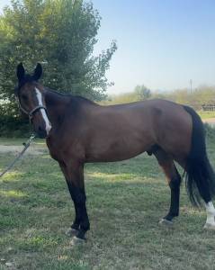 Cavallo per prendere primo grado 
