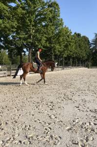 Cavalla zangershide