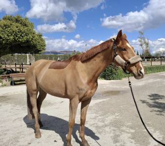 Caballo de salto new deal g x mandrin de balme