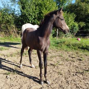 Yearling origines dressage - oldhup de sana 