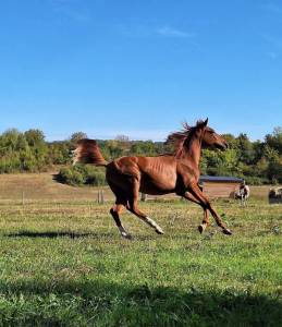 Cheval arabe akhiran al cluzeaux dsa 75%