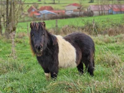 Poulain mini shetland pie bai 2 ans