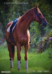 ✨très joli cheval de sport - chef de patrouille✨