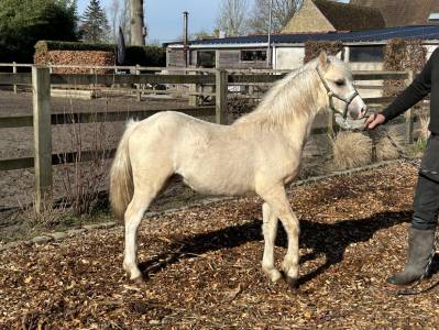 Welsh pony sectie a palomino