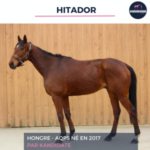 Hitador - aqps - 8 ans 