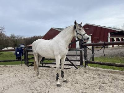 Demi-pension cheval de dressage pre