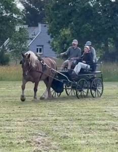 Ignace, hongre postier breton, 7 ans, attelé 