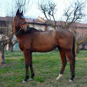Cavallo psi in vendita
