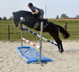 Chic jument de sport de 3 ans