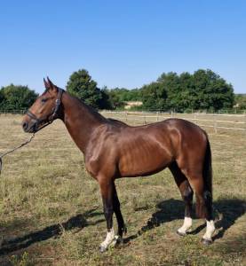 Mâle sf de 2 ans à vendre