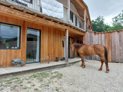 Quarter horse hongre 18ans