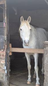 Purebred arabian gelding for sale