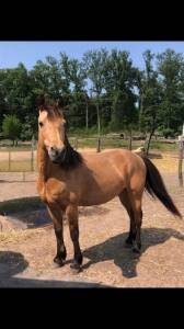 Poney connemara