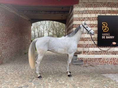 Vends cheval cso hongre 8 ans par upsilon