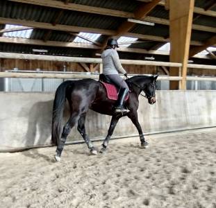 Vends cheval de dressage 10 ans