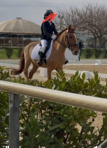 Pony , sauro, 6 anni