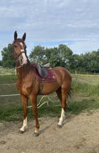 Hongre 4 ans ( armitages boy* tinka's boy *quidam)