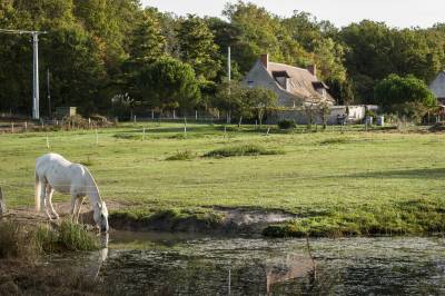 Charmante propriété équestre et agricole  17,2 ha