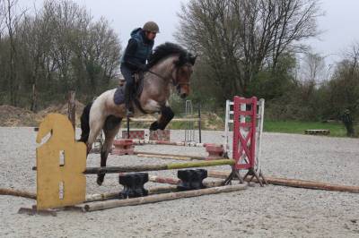 Poney de sport 