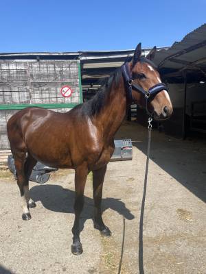 2 ans papillon x cardero 