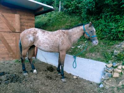 Appaloosa