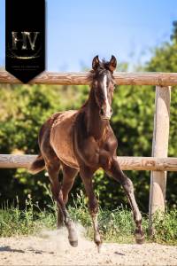 Puledro kwpn cavallo da sport neerlandese in vendita 2025 nero ,  quaterhit