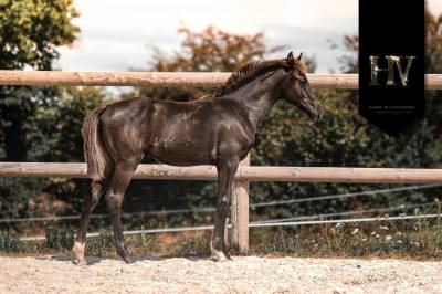 Poulain kwpn par quaterhit x desperados frh 