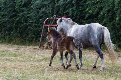 Super gentil ponette