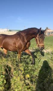 En venta potra lusoárabe