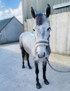 Quality connemara mare