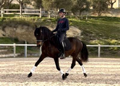 Hongre lusitanien pp de 8 ans - adorable et attachant