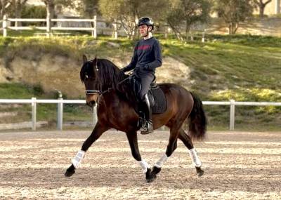 Hongre lusitanien pp de 8 ans - adorable et attachant