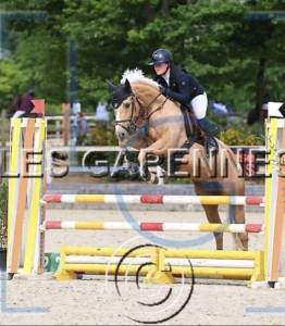 Mare origin recorded for sale 2020 palomino