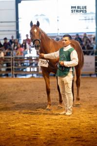Cuidador de caballos 