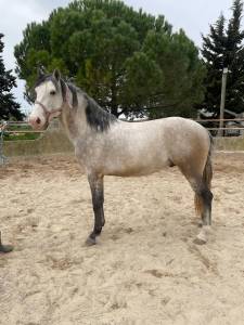 Lusitanien de dressage (débourré)