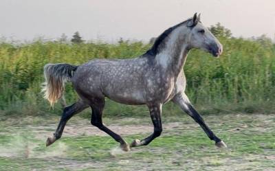 Lusitanien de dressage (débourré)