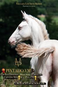 Colt pre pure spanish bred for sale 2025 buckskin